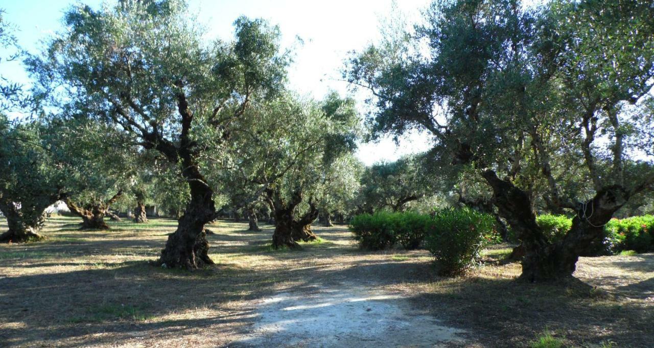 Theni Olive Grove Villa Kato Yerakarion Exteriör bild